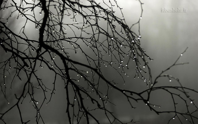 باران بر شاخه های پیر