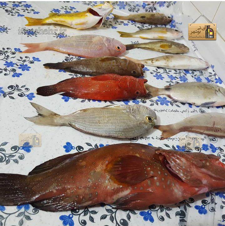 انواع ماهی خلیج فارس جمع آوری توسط ایمان باستانی ماهیگیر جنوب