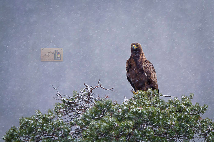 عقاب طلایی در زمستان